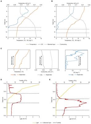 Motile bacteria leverage bioconvection for eco-physiological benefits in a natural aquatic environment